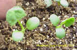 arrowleafseedlingcrop_small.JPG