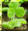 crimsonseedlingcrop_small.JPG
