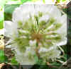 Floral2crop_small_small.JPG