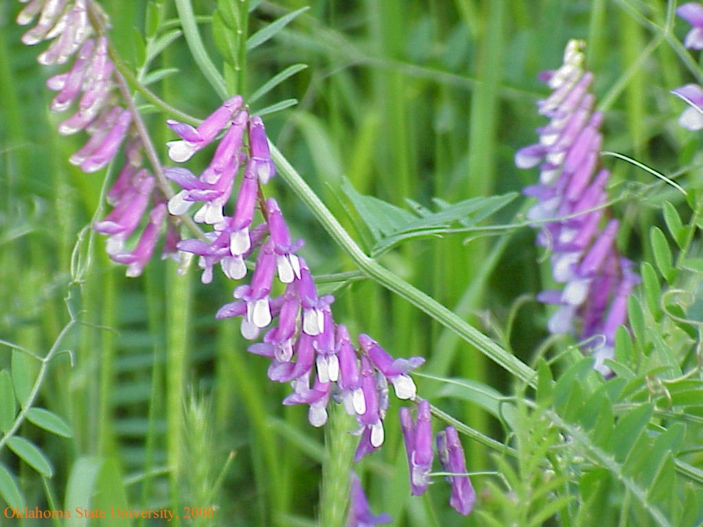 tubularflowercrop.jpg