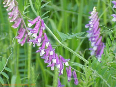 tubularflowercrop.jpg