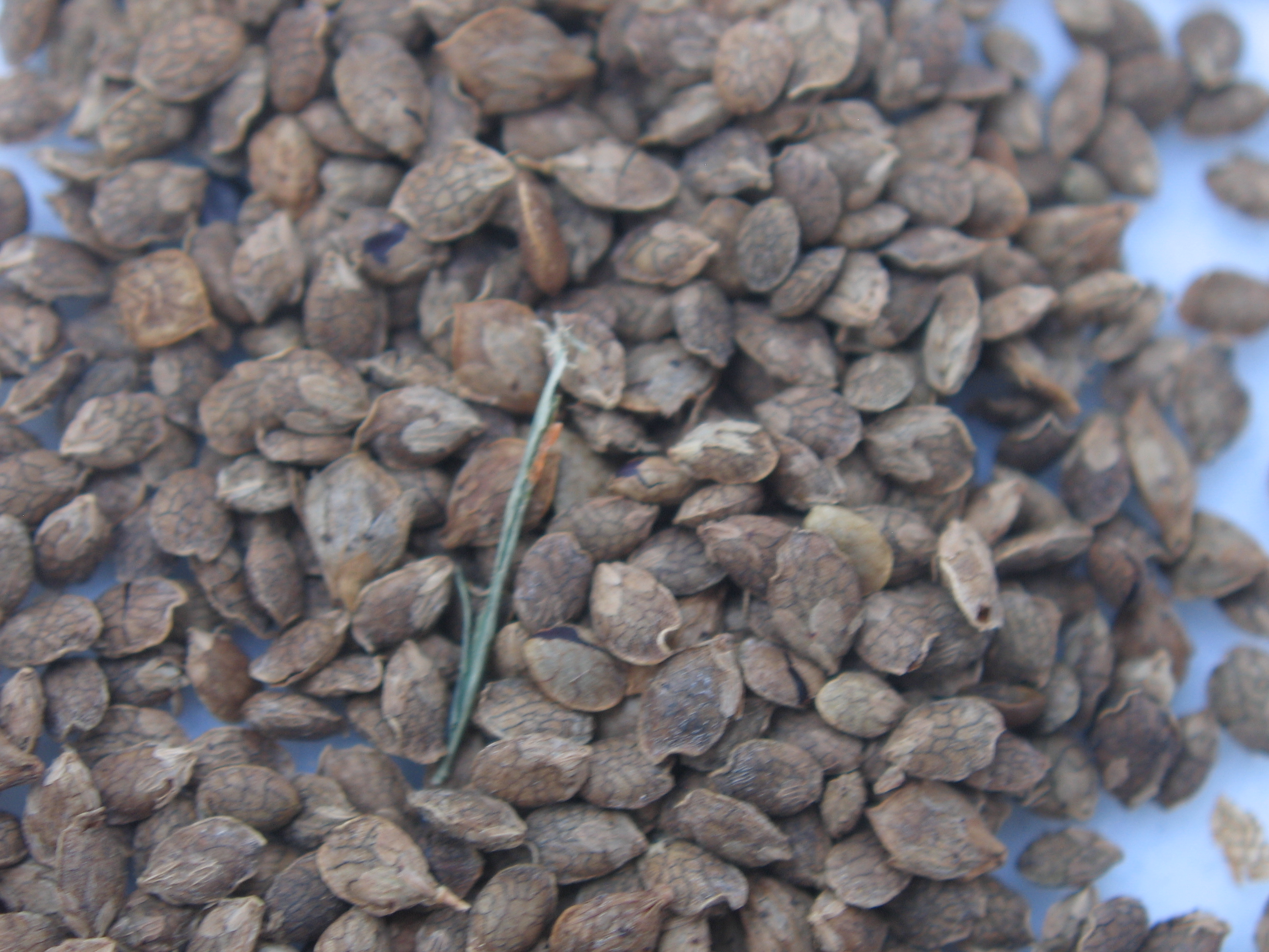 Korean lespedeza (1).jpg