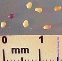 redclover-140crop.JPG
