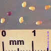 redclover-140crop_small.JPG