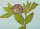 redclover3cropc_small.jpg