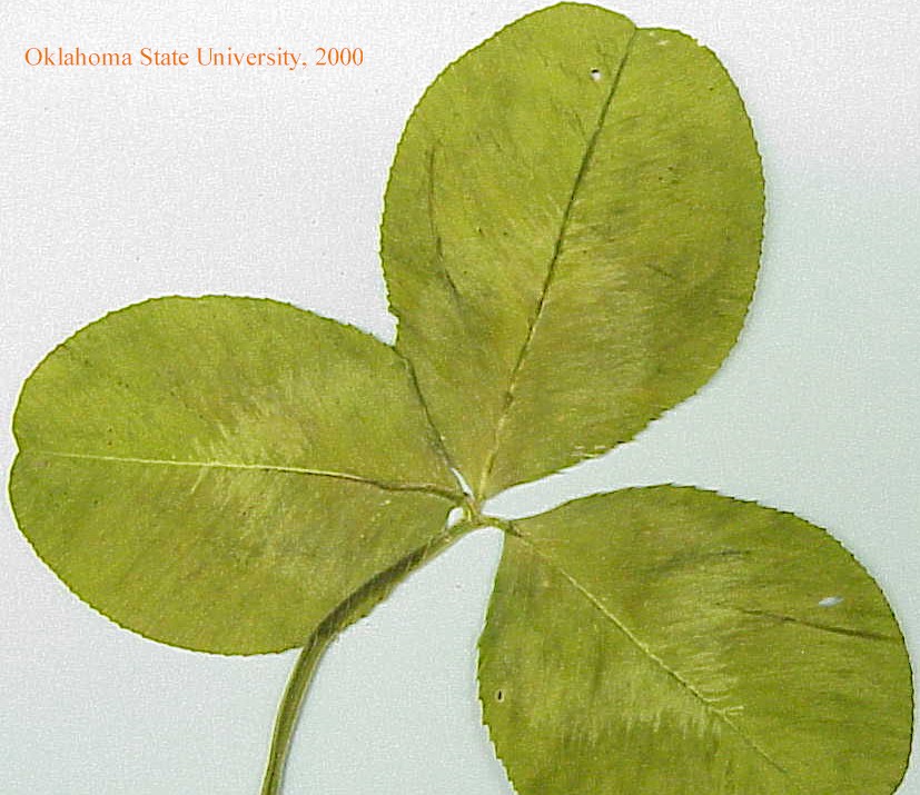 whitecloverleaf12crop.jpg
