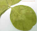 whitecloverleafcloseup22cropc_small.jpg