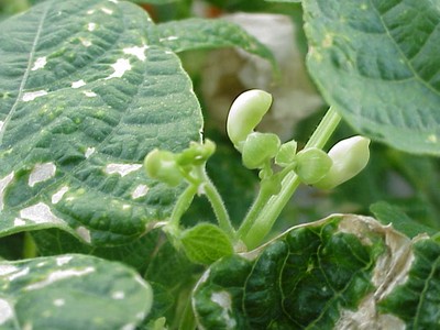 cowpea_bud.JPG