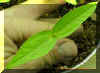 mungseedlingcrop_small_small.JPG