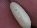 Great Northern Fieldpea (4).jpg