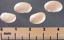 greatnorthfieldbean-764.jpg