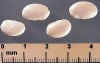 greatnorthfieldbean-764_small.jpg