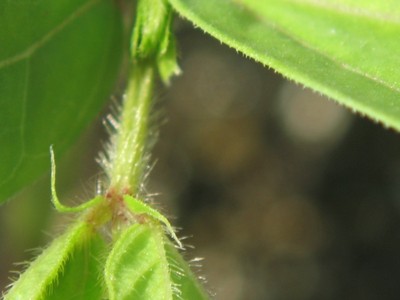 Green Mungbean (8).jpg