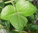 greenmungbeanleaf1crop.jpg