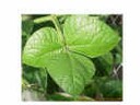greenmungbeanleaf1crop_small.jpg