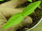 mungseedlingcrop_small.JPG