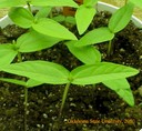mungseedlingscrop.JPG