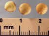 lentil-492_small.jpg