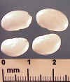 greatnorthfieldbean-768_small.jpg