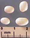 navyfieldbean-782_small.jpg