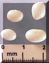 navyfieldbean-782_small1.jpg