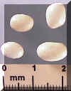 navyfieldbean-782_small1.jpg