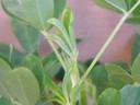 newleaves.jpg