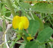 peanutflower2crop_small1.jpg