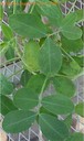 peanutleaf1crop.jpg