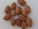 Pinto Fieldbean (1).jpg