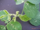 IMG_soybeanveg1.JPG
