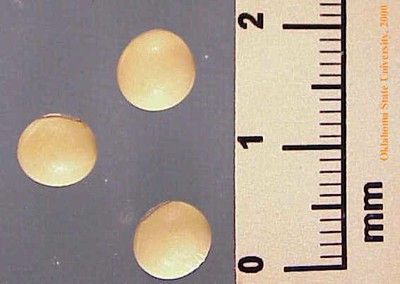 Soybean-MVC-831Xcrop.JPG