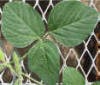 soybeanleaf1crop_small1.jpg