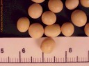 soybeanseed3crop.jpg