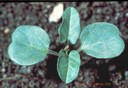 Field bindweed (seedling).jpg