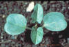Field bindweed (seedling)_small.jpg