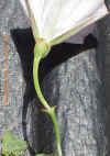 brachtsonepeduncle2_small.jpg