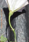 brachtsonepeduncle2_small.jpg