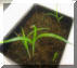 yellow nutsedge_small1.JPG