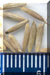 seedenlarge_small.JPG