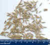 seeds_small1.jpg