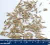 seeds_small1.jpg