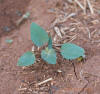 Cocklebur seedling(5)_small.JPG