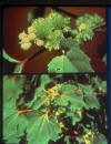 Common cockleburr(burrs and leaves)_small.jpg Common cockleburr(burrs and leaves)_small.jpg