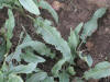 curly dock leaves_small.JPG