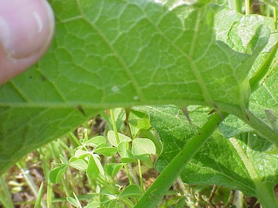 MVC-759X.JPG
