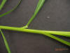 IMG_johnsongrass2_small.JPG