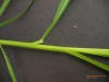 IMG_johnsongrass2_small.JPG