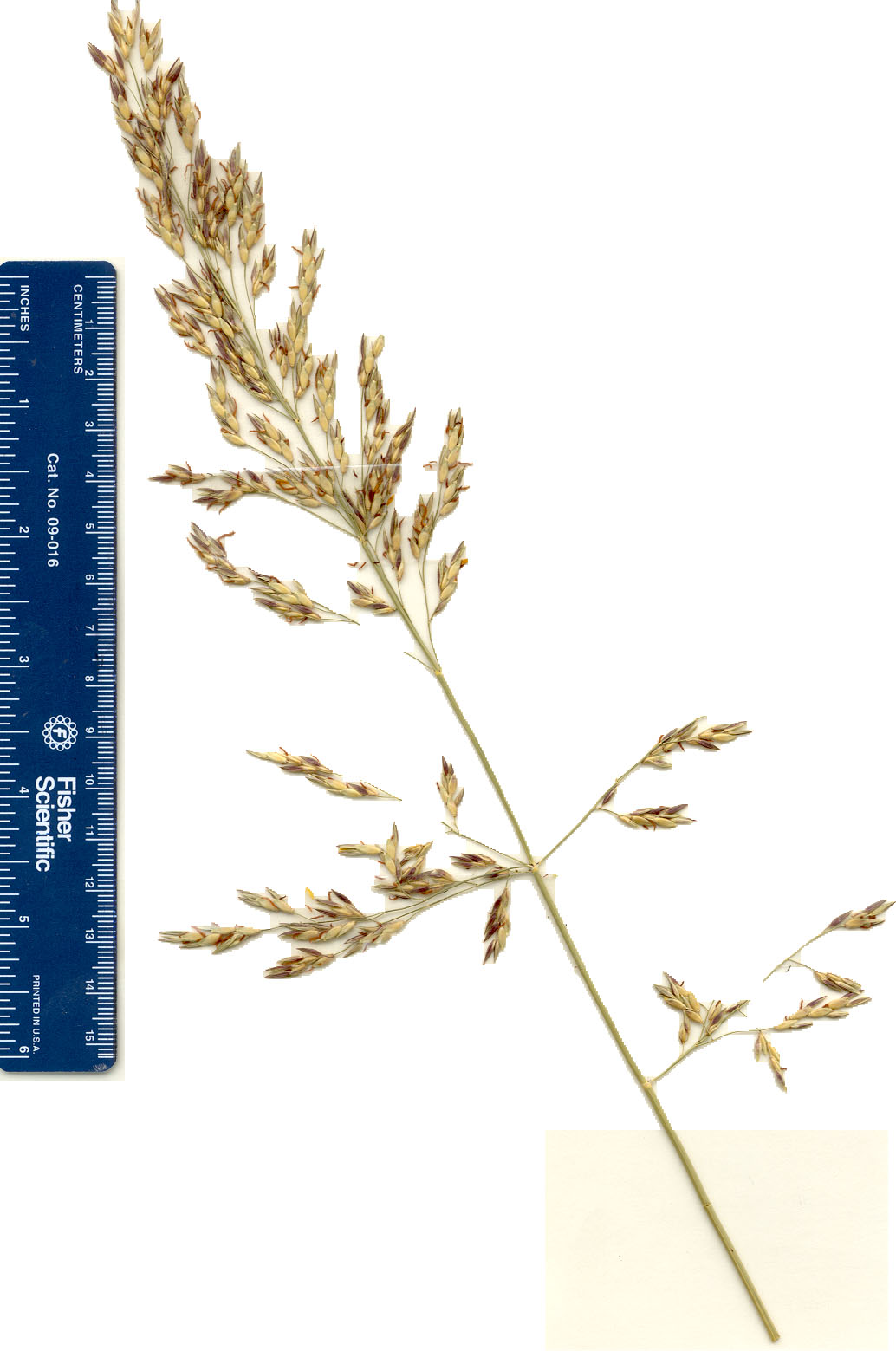 openpanicle.JPG