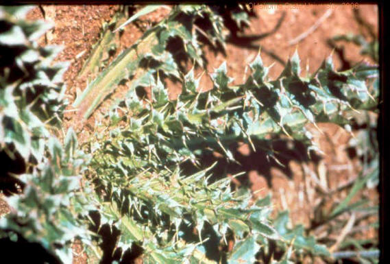 Musk thistle (close-up).jpg